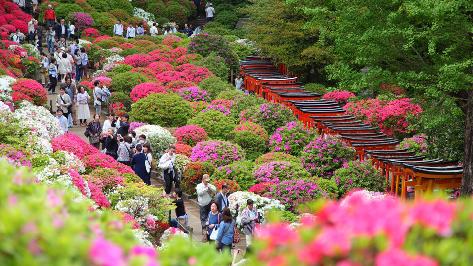 Im Frühling besuchen unzählige Menschen den Schrein Nezu-Jinja, um die blühenden Azaleen zu sehen - (Foto: © yukihipo / Shutterstock)