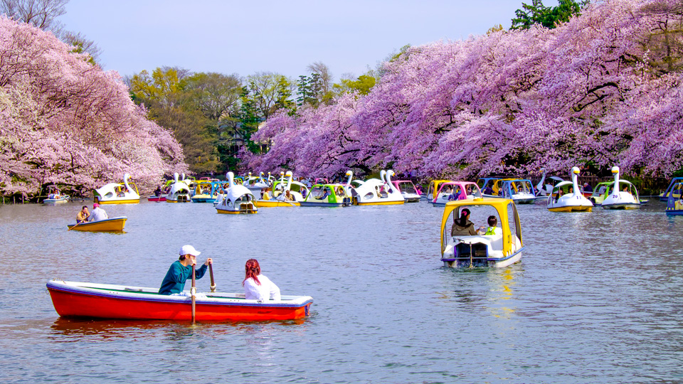 Romantisch Tretboot fahren im Inokashira Park, Kichijoji, Tokyo - (Foto: ©smalldaruma/Istock.com)