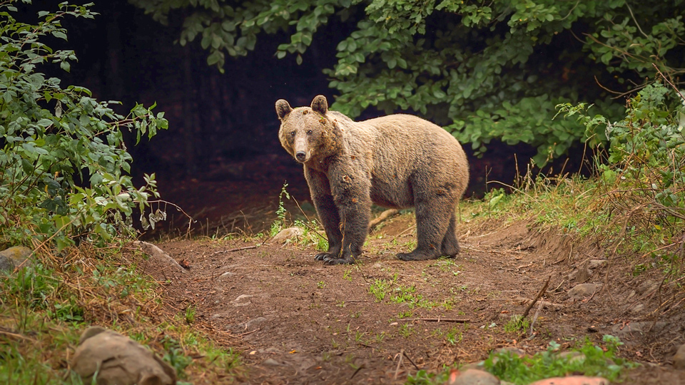 Ein wilder Braunbär, beobachtet im Bärenreservat im Stramba Tal - (Foto: ©taviphoto/Istock.com)