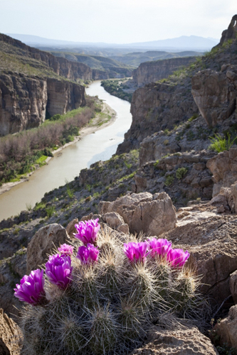 Kactus Blüte über dem Rio Grande im Big Bend National Park - (Foto: © Dave Hughes, Getty Images)