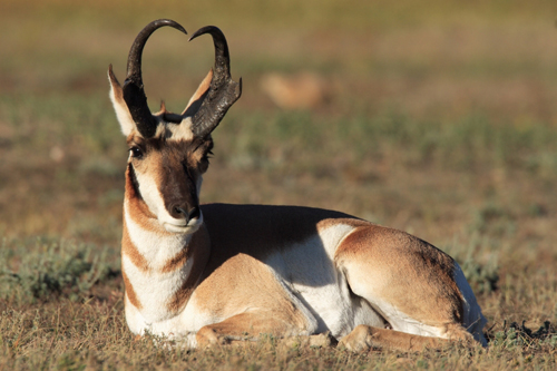 Pronghorn Antelope im Wind Cave National Park - (Foto: © Michael J Thompson, Shutterstock)
