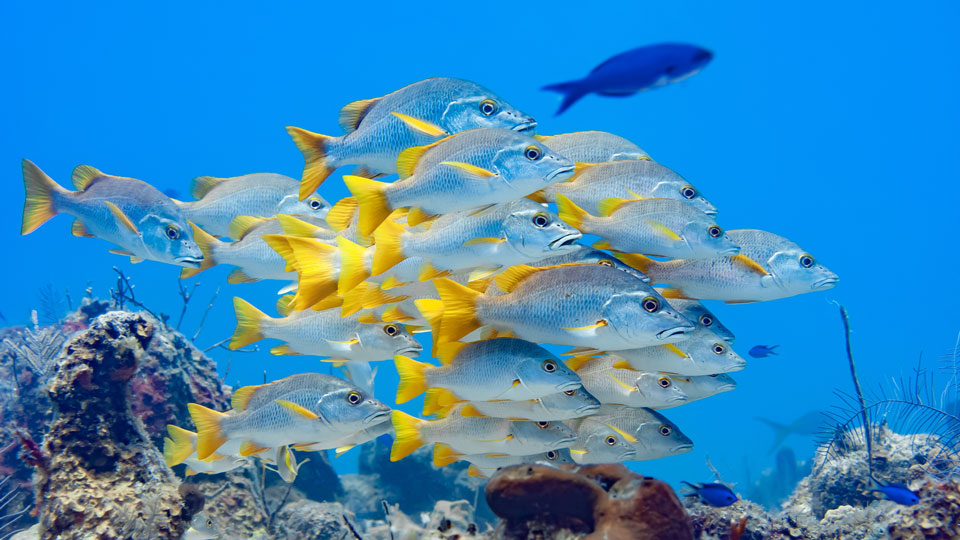 Es lohnt, mit Einstellungen und Schärfentiefen zu experimentieren - (Foto: ©Eric Carlander/Shutterstock)