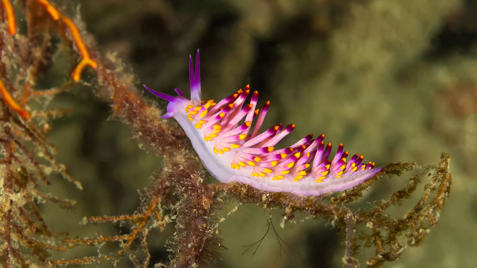 Es lohnt sich, auch den Mikrokosmos der Unterwasserwelt genauer unter die Lupe zu nehmen - (Foto:©Suwat Sirivutcharungchit/Shutterstock)