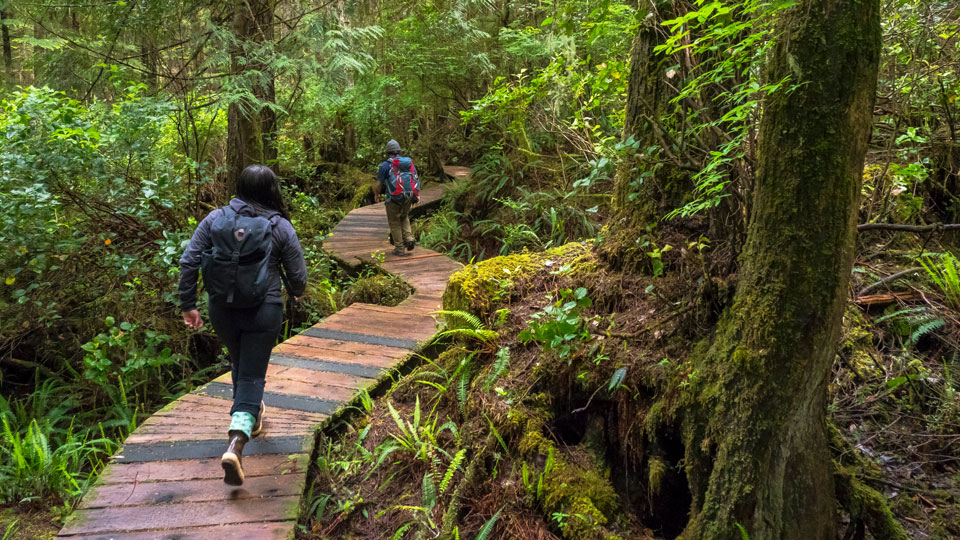 Wer die Hot Springs Cove besucht, läuft ein Stück durch den üppigen Regenwald - (Foto: © Ben Giradrdi/Getty Images)