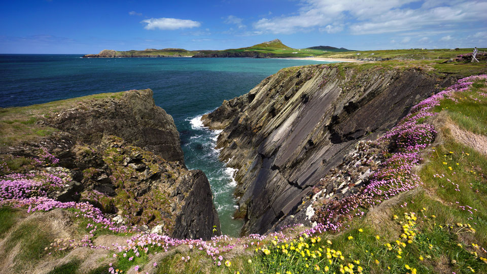 Bunter Stechginster wächst überall auf den auf den Klippen des Küstenwegs von Pembrokeshire - (Foto: © Michael Roberts / Getty Images)