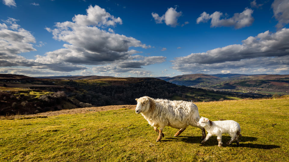 In einigen abgelegenen Teilen von Wales sieht man mehr Schafe als Wanderer - (Foto: © steved_np3 / Shutterstock)