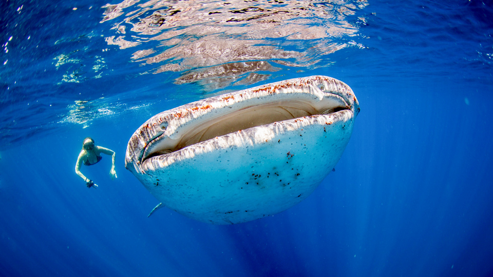 Walhaie sind neugierig, aber harmlos - (Foto: © davidevison/Getty Images)