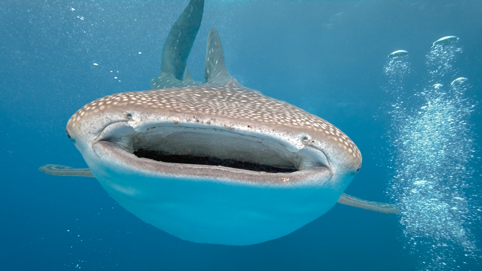 Furchterregend großes Maul, aber nur für Plankton gefährlich - (Foto: ©crisod/Istock.com) 