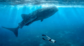 Unvergessliches Erlebnis: Schwimmen mit Walhaien - (Foto: ©Razor527/Shutterstock)