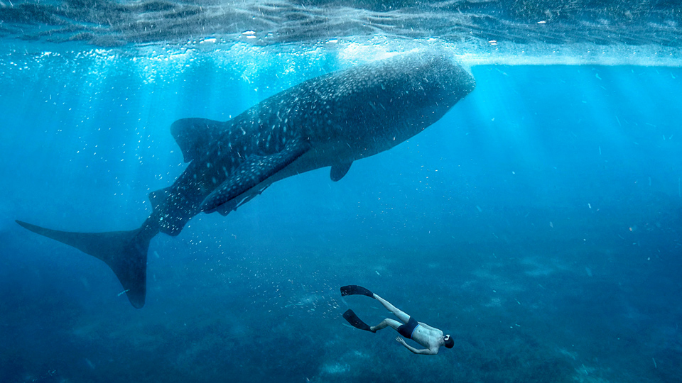 Unvergessliches Erlebnis: Schwimmen mit Walhaien - (Foto: ©Razor527/Shutterstock) 