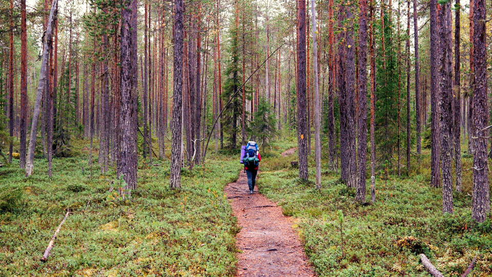 Auf dem Karhunkierros durch den Oulanka National Park füllt man die Lungen tief mit würziger Waldluft - (Foto: ©Ilona Bradacova/Shutterstock)