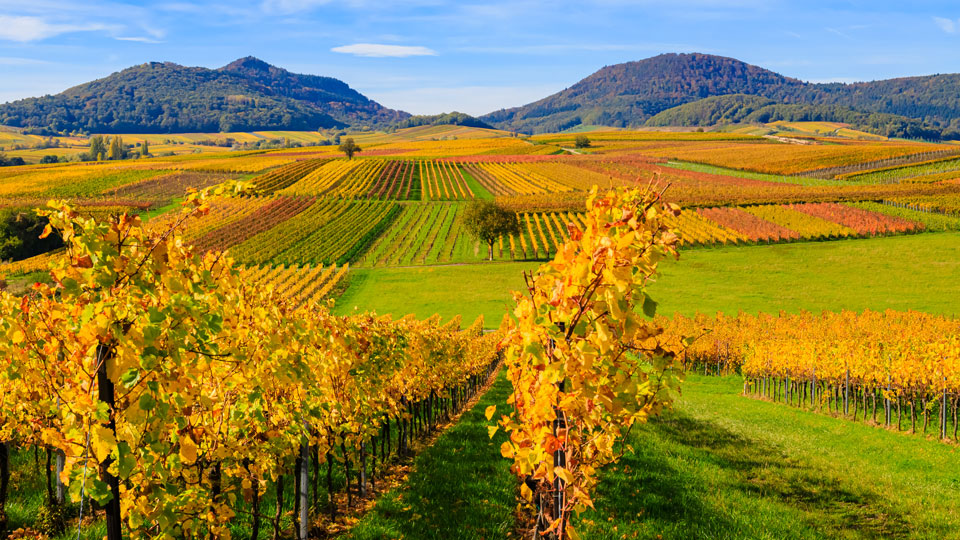 Frühjahr bis Herbst ist die schönste Wanderzeit in der Pfalz, wobei der Herbst wegen des Farbenspiels in den Reben einzigartig schön ist - (Foto: nnattalli / Shutterstock)