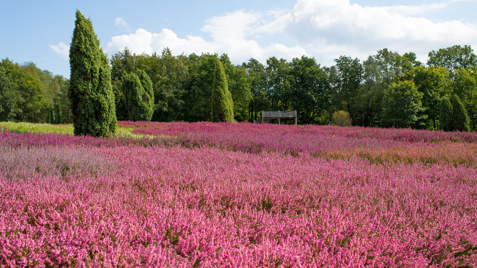 Farbrausch: durch die blühende Gemeinheide (Calluna vulgaris) in der Lüneburger Heide wandern - (Foto: ©Just dance / Shutterstock)