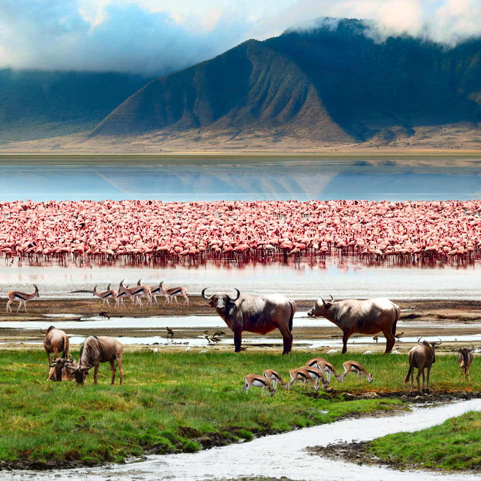 Gnus und Pelikane an einer Wasserstelle am Ngorongoro-Krater in Tansania – (Foto: © chuvipro / Getty Images)