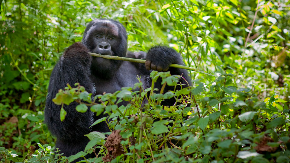 Wildtiere, besonders Gorillas, kann man in Ruanda im Juni gut beobachten - (Foto: © Eric Lafforgue / Lonely Planet)