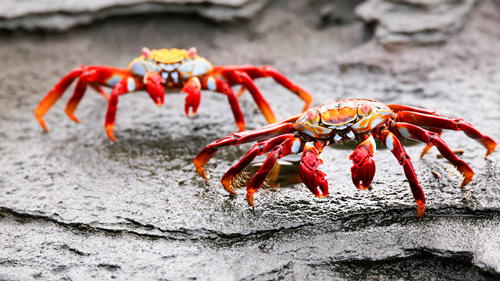 Weihnachtsinsel-Krabben - (Foto: ©Donyanedomam/istock.com)