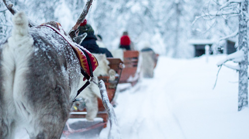 Rentierschlittenfahrt in Lappland - (Foto: ©flightbegin/istock)
