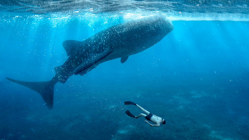 Mit Wahlhaien schwimmen – (Foto:©Razor527/Shutterstock)