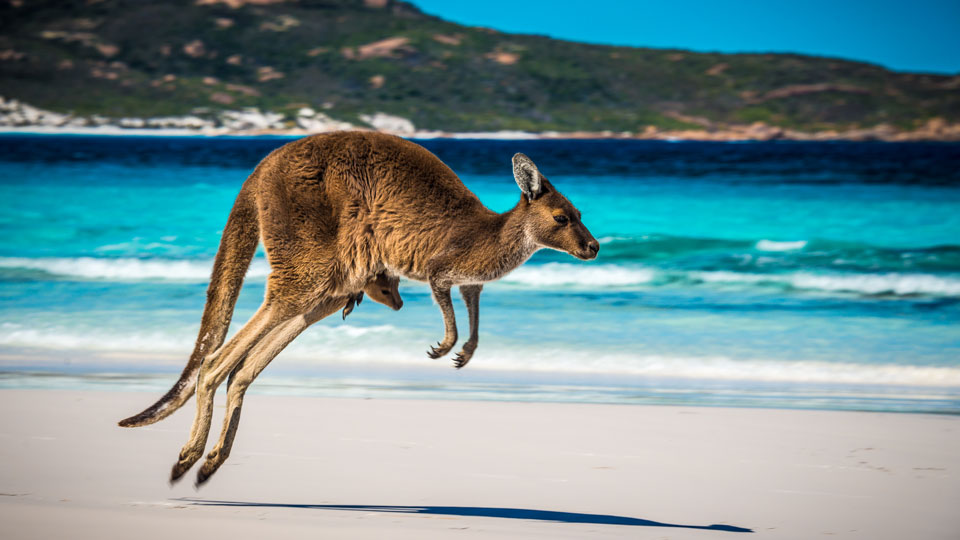 Vielleicht siehst du ein Känguru mit Jungtier wie hier am Strand in der Lucky Bay im Cape Le Grand National Park – (Foto: ©Jan Abadschieff/500px)