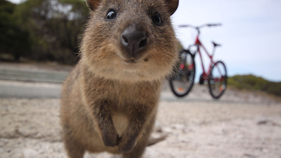 Sie sind tolle Fotomotive, aber du solltest den niedlichen Quokkas auf Rottnest Island lieber einen respektvollen Abstand gönnen – (Foto: ©Katy Clemmans / Getty Images)