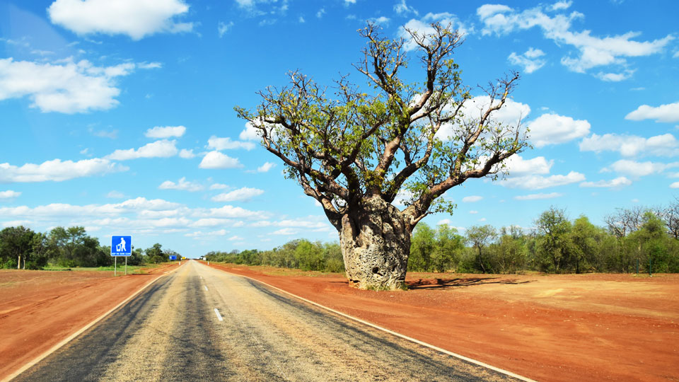 Die Bäume, die dir unterwegs in den Kimberleys im Outback am Straßenrand begegnen, sind Boabs (Baobab) – (Foto: ©CAPE COCONUT/Shutterstock)