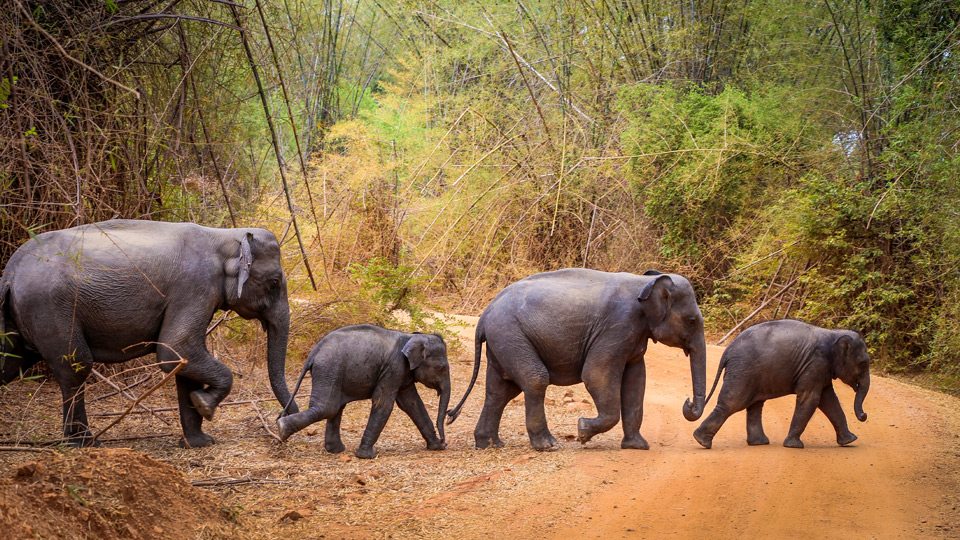 Elefanten überqueren eine Straße in Sri Lanka - (Foto:©Olivier SCHRAM / Getty Images)