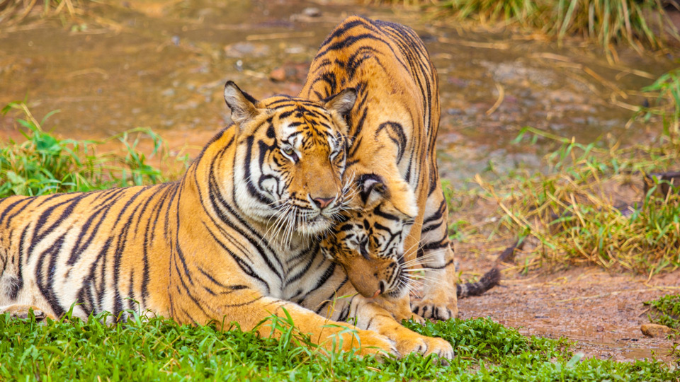 Der Ranthambhore National Park in Rajastha ist einer der magischsten Orte, um wilde Tiger zu beobachten - (Foto:©wanphen chawarung / Shutterstock)