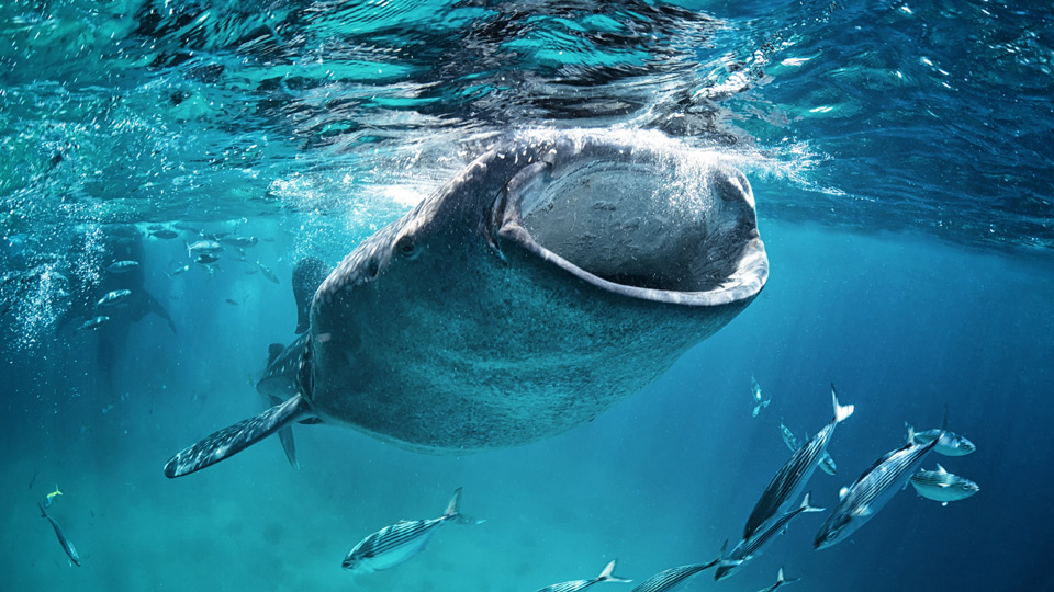 Faszinierend, die gigantinschen Walhaie aus der Nähe zu erleben - (Foto:©Fata Morgana by Andrew Marriott / Shutterstock)