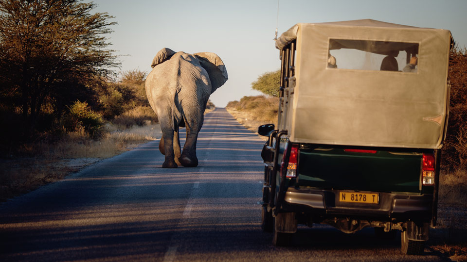Wer Namibia im Wohnmobil durchquert, teilt sich möglicherweise die Straße mit einem oder zwei Elefanten - (Foto: © Fotografie-Kuhlmann / Shutterstock)