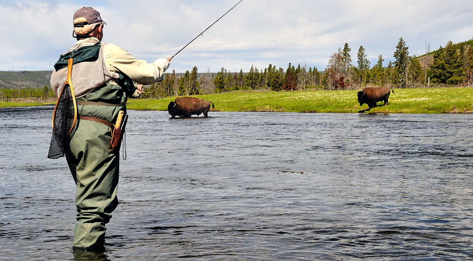 Wer den richtigen Fisch in Yellowstone fängt, erhält einen Rabatt auf seine Mahlzeit - (Foto: © Allison Achauer/Getty Images)
