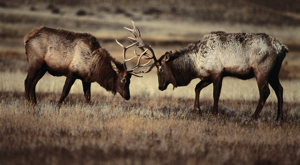 Elchbullen beim Kräftemessen im Yellowstone National Park - (Foto: ©Carol Polich/Lonely Planet)