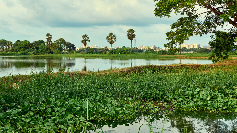 Die Feuchtgebiete von Kolkata sind eines der weltweit größten biologischen Abwassermanagementsysteme - (Foto: © Suprabhat Dutta / Getty Images)