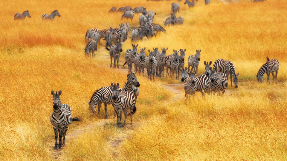 Wer Kenia besucht, erlebt die beeindruckende Tierwelt hautnah - (Foto: ©Mohammed Alnaser/500px)