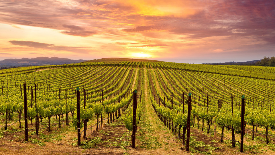Entspannen und sonnengereifte kalifornische Weine genießen: im Napa Valley - (Foto: ©Michael Warwick/Shutterstock)