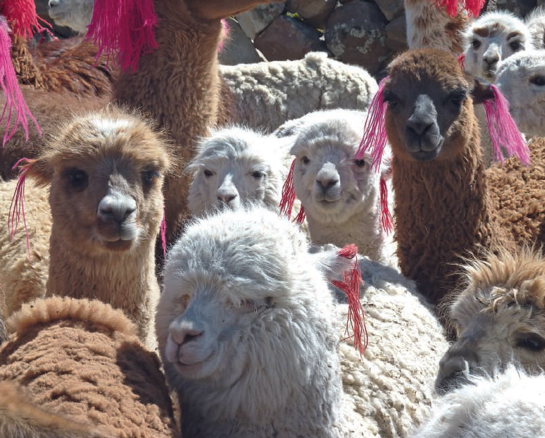 Pampa Canahuas, Peru