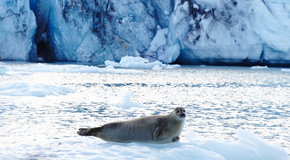 Seehund beim Sonnenbaden auf dem Eis ©Matt Munro