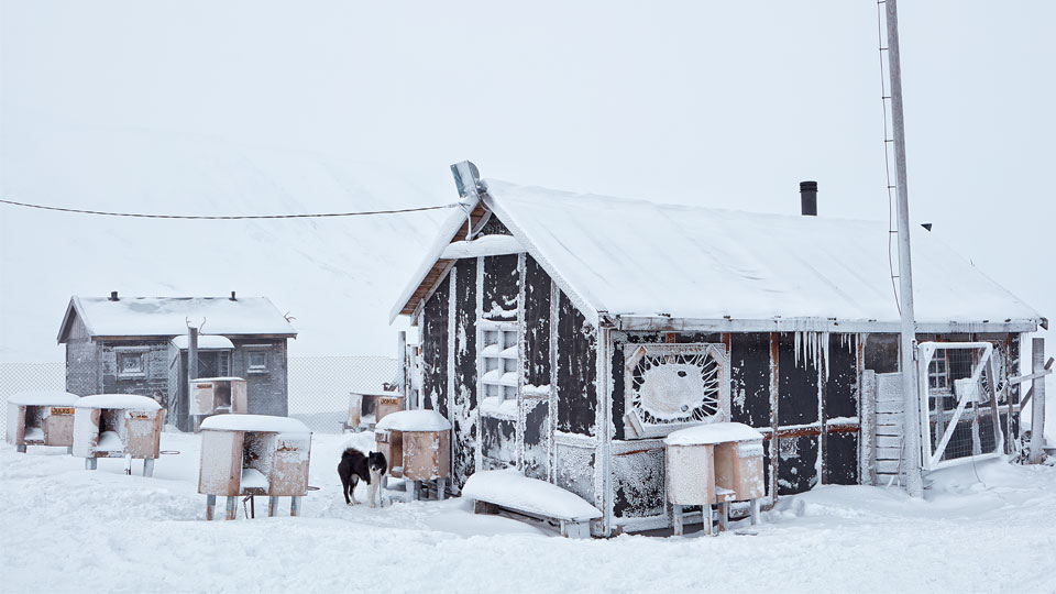 Die Hunde warten vor in ihren Zwingern. ©Jonathan Gregson