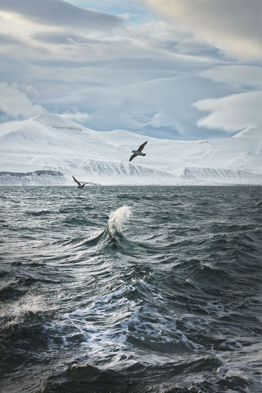 Nomen et omen: Nordatlantische Eissturmvögel gleiten während einer Schiffsfahrt von Longyearbyen nach Pyramiden über den Wellen. ©Jonathan Gregson