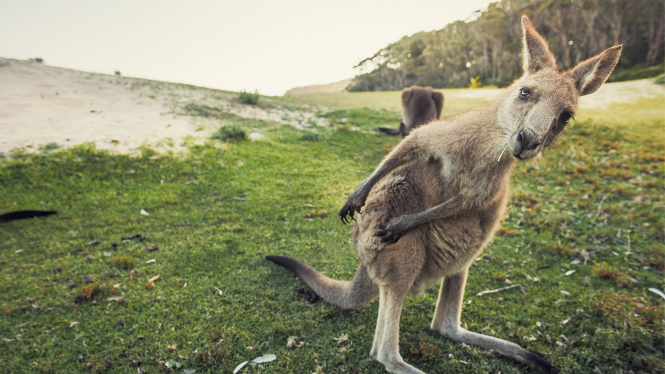 Kangaroo © Jonathan Stokes