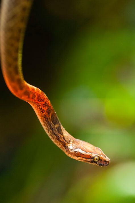 „Cobra Jita“ heißt diese Unterart der Hausschlange, die nur auf São Tomé vorkommt. © Justin Foulkes