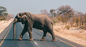 Tierschutz auf Reisen © Christine Neder