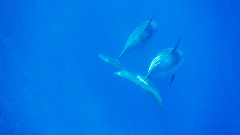 Delfine an der Bucht vor Hawai © Tec Petaja 