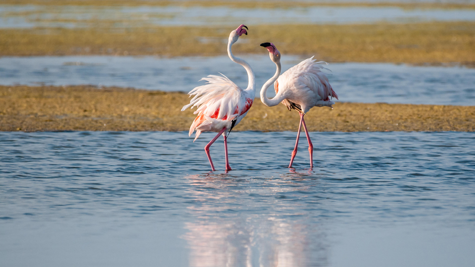 Zwei Flamingos an der spanischen Küste © Lophius Alamy