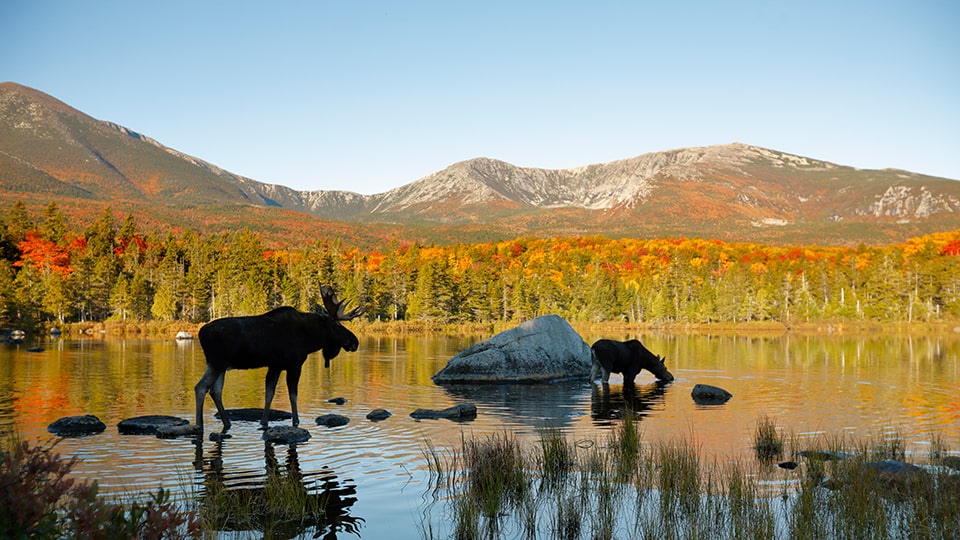 Zwei Elche in einem See in Maine, ©Paul Tessier/Shutterstock