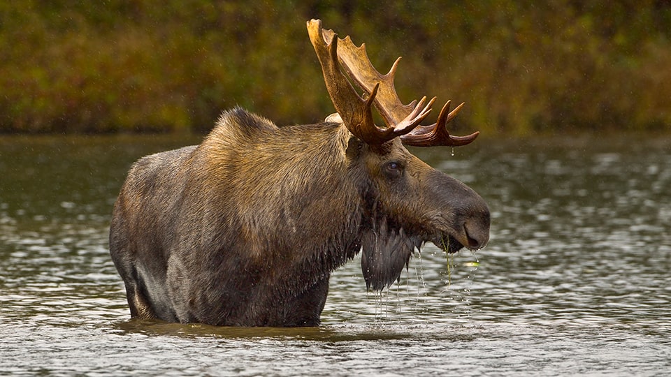 Ein Elchbulle watet im Wasser, um die Vegetation am Seegrund zu fressen, ©RichardSeeley/Getty Images