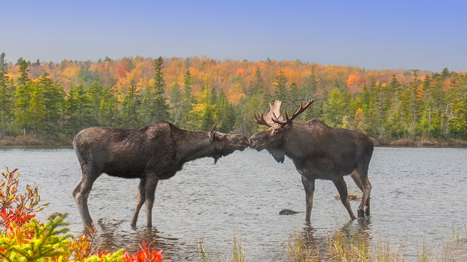 Elchkuh und -Bulle während der Paarungszeit im Herbst, ©RichardSeeley/Getty Images