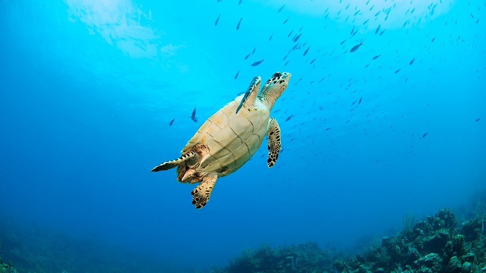 Schnorcheln mit Schildkröten, ©Cavan Images/Getty Images