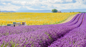 Lonely Planet Online-Reiseführer Frankreich