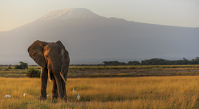 Lonely Planet Online-Reiseführer Kenia
