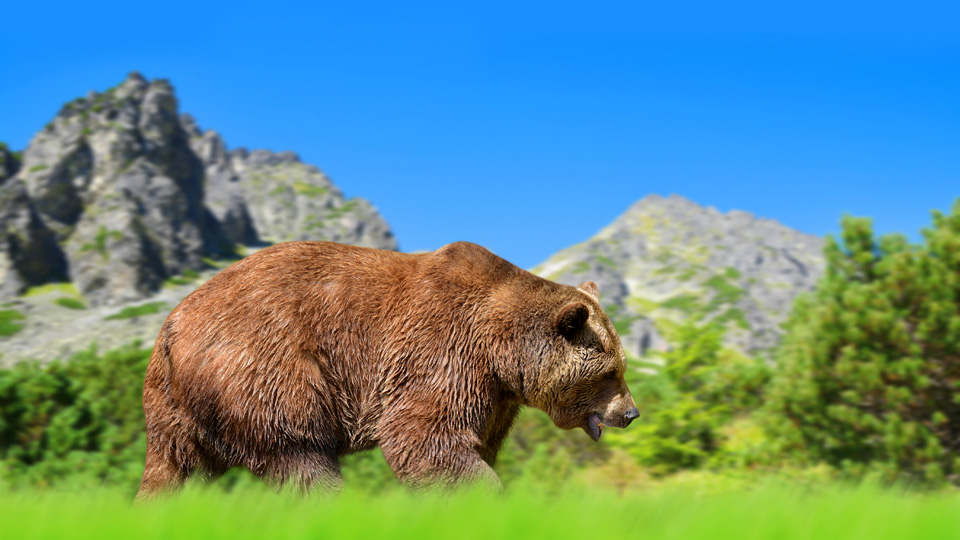 Eurasische Braunbären lieben die rauen Landschaften der Hohen Tatra in der Slowakei © vencavolrab / Getty Images